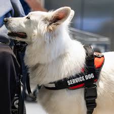 Discover the Best Online Service Dog Training for Your Canine Companion