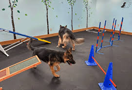 canine agility training near me