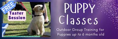 cheap puppy training classes near me