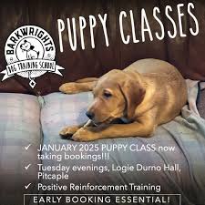 Find Dog Puppy Training Classes Near Me: Start Your Pup’s Training Journey Today!