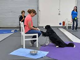 karen pryor dog training