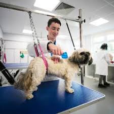 Discover Local Dog Grooming Courses Near You for Paw-some Pet Care Skills