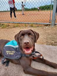 local service dog training