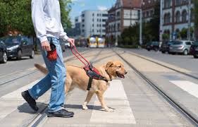 medical service dog training