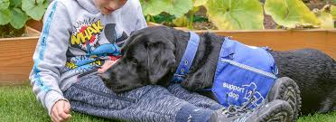 mental assistance dog