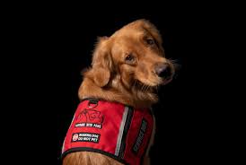 Enhancing Mental Well-being: The Benefits of Online Psychiatric Service Dog Training