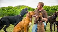 dog training courses for humans