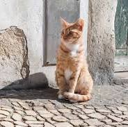 The Purrfect Charm: Exploring the Enigmatic World of Cats