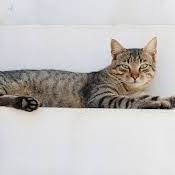 The Enigmatic Charms of a Cat’s World