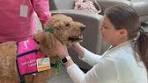 happy tails therapy dogs