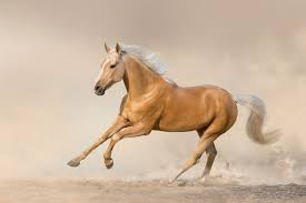 Graceful Equines: Exploring the Enchanting World of Horses