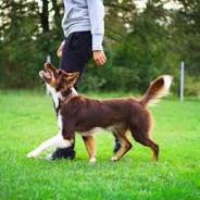 dog trainer courses