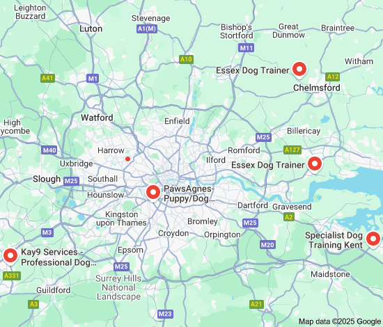 Discover Top-Quality Expert Dog Training Near Me for Your Furry Companion