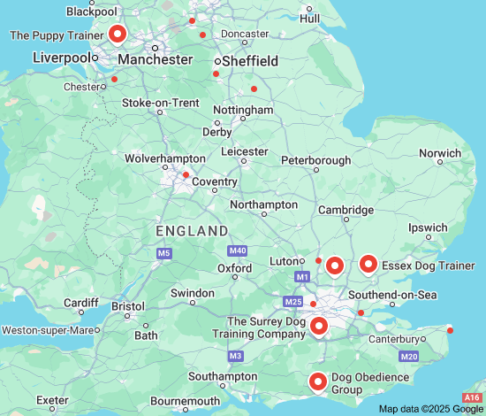 group dog training near me