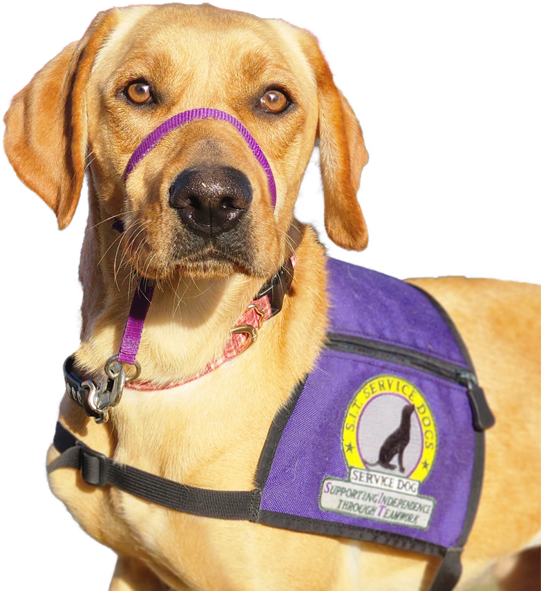 assistance canine training services