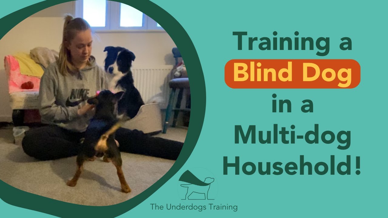 blind dog training