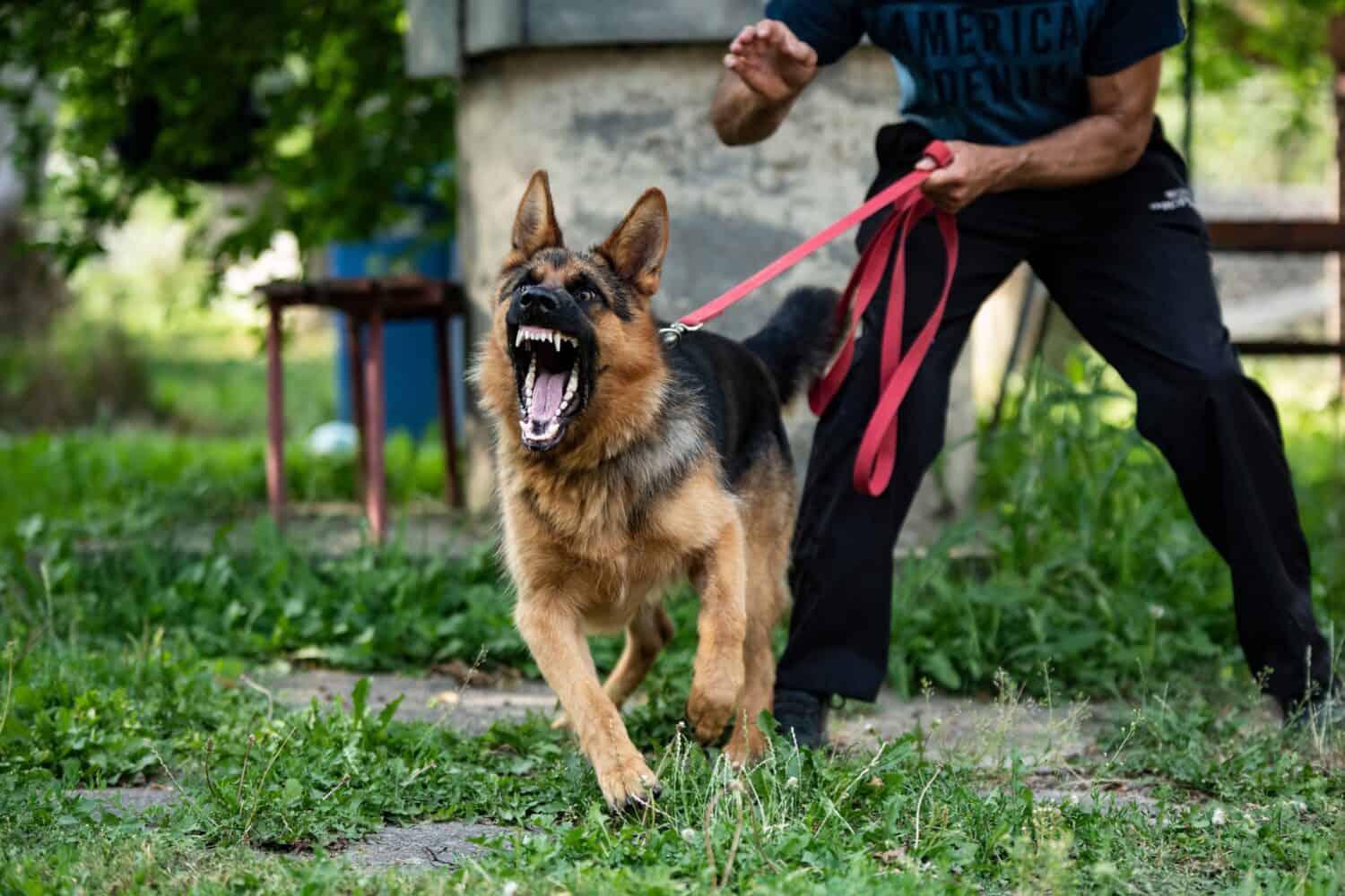 dog trainer for aggressive dogs