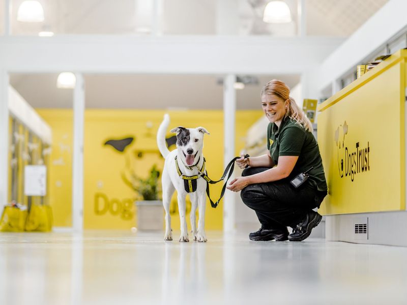 dogs trust puppy classes