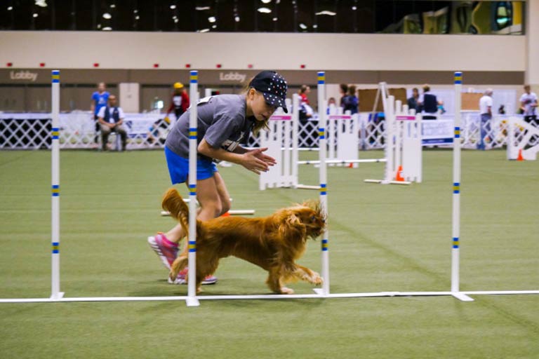 kennel club dog training classes near me