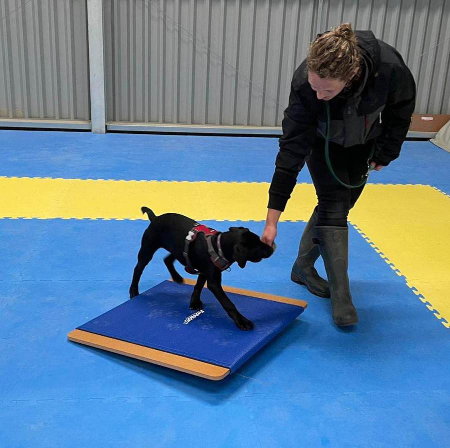 Paws Dog Training: Strengthening the Bond Between You and Your Canine Companion