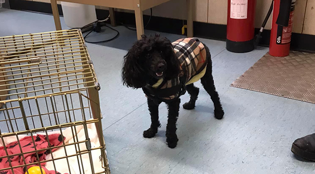 Embracing Hope: The Journey of a Rescue Pet