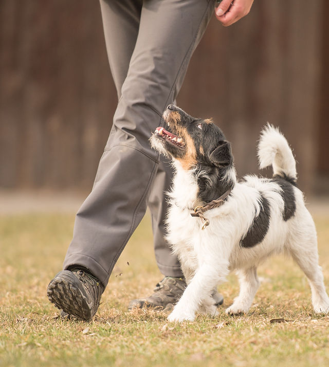 Discover Animal Training Courses Near Me: Enrich Your Bond with Pets and Wildlife