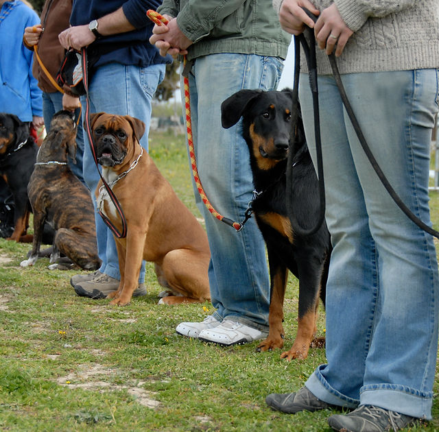 Foundations of Good Behaviour: Basic Dog Training Classes in the UK