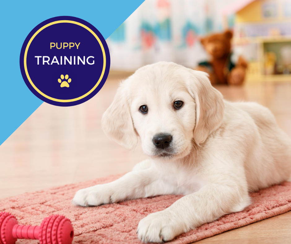 Discover Professional Dog Puppy Training Near Me for Your Furry Companion