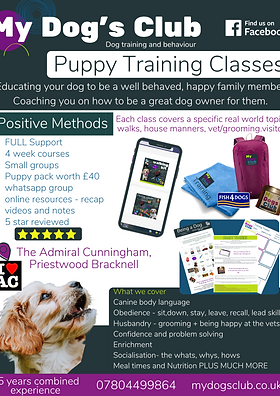 Puppy Perfection: House Training Classes for Your Canine Companion