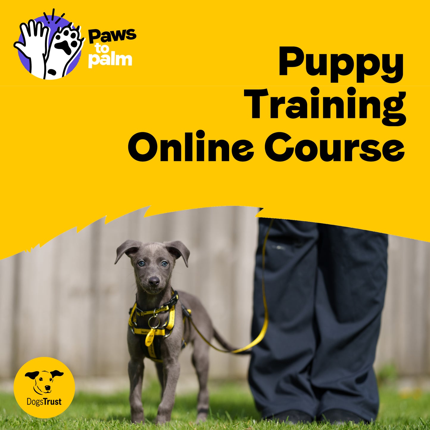 Discover the Benefits of Enrolling in Local Puppy Training Classes Today!