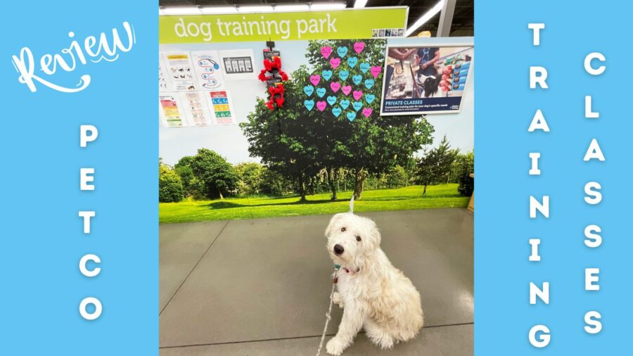 pet training classes near me