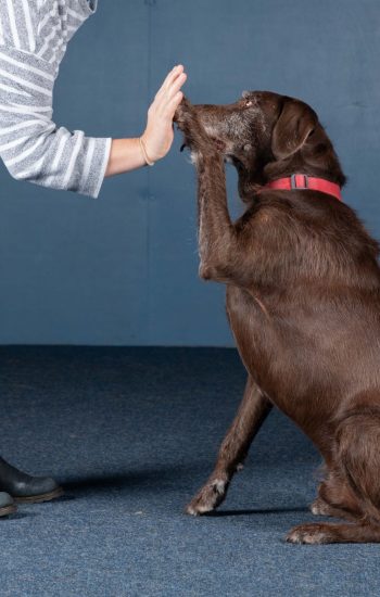 Puppy Obedience Classes Near Me: Start Training Your Pup Today!