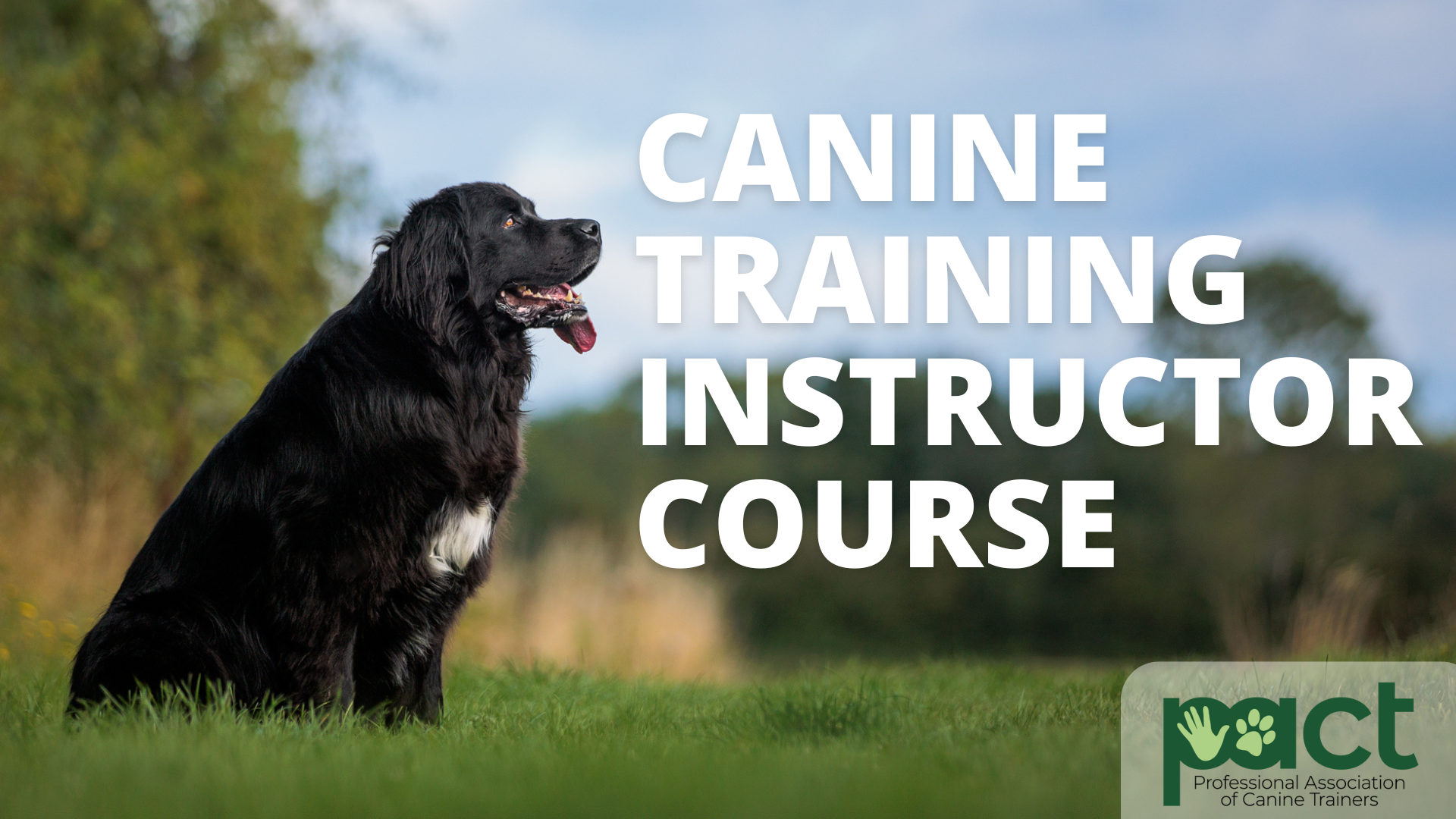Discover Animal Training Courses Near Me: Enhance Your Skills and Bond with Animals