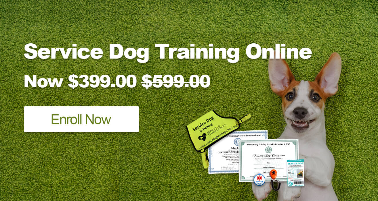 Understanding the Average Cost of Service Dog Training in the UK