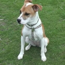 Personalised Pet Education: Embark on a Journey with One-on-One Puppy Training