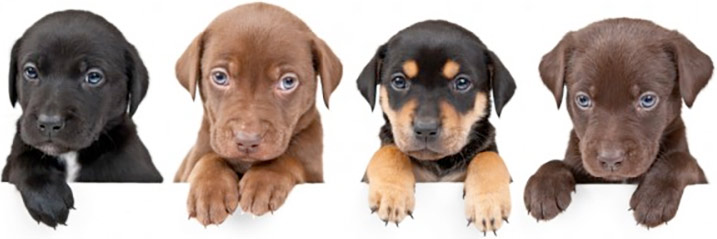 Discover Top-Rated Puppy Obedience Classes Near Me for Your Furry Companion