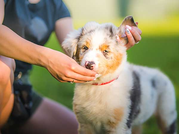 average cost for puppy training