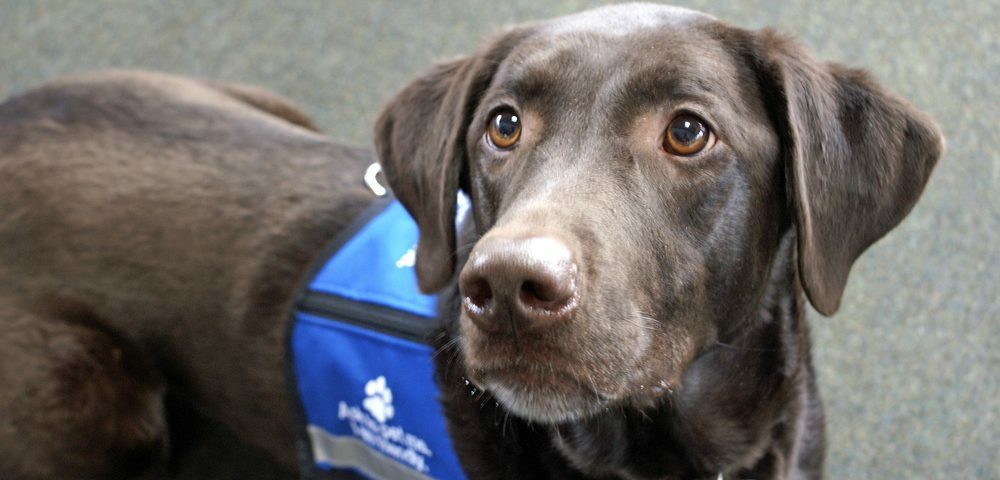 The Average Cost of Training a Service Dog: Understanding the Expenses Involved