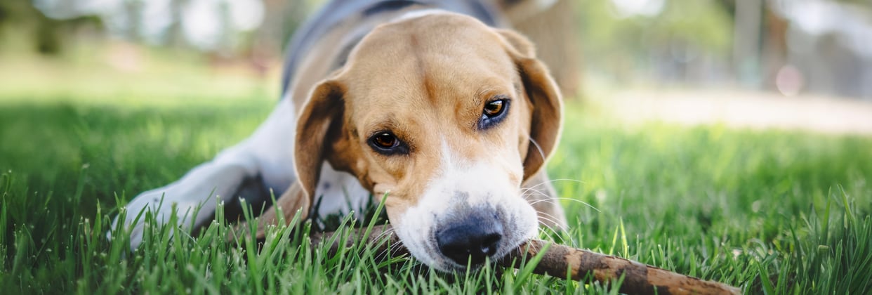 beagle dog behaviour
