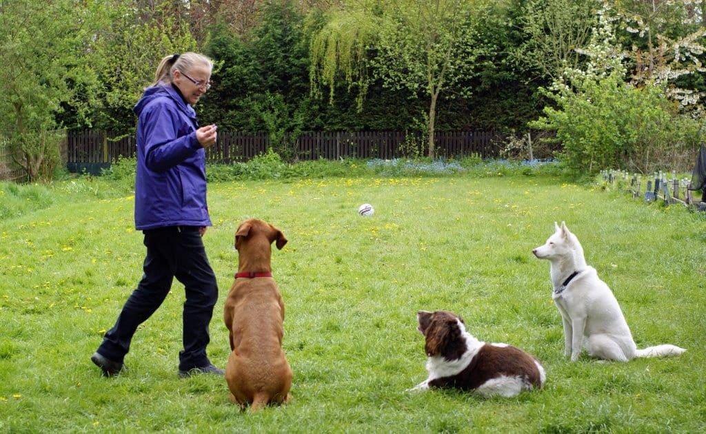 best dog boot camp near me