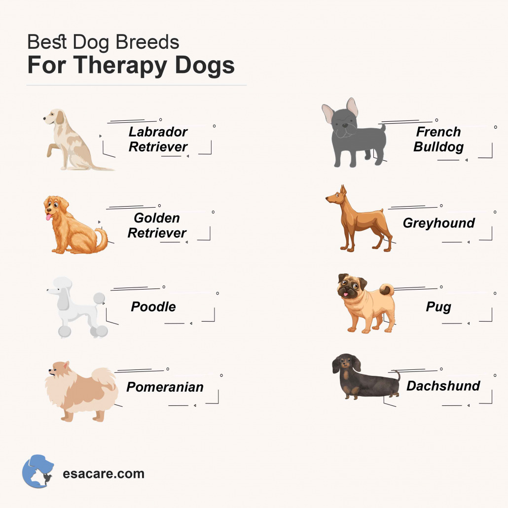 Enhancing Well-being: The Importance of Therapy Dog Training and Certification