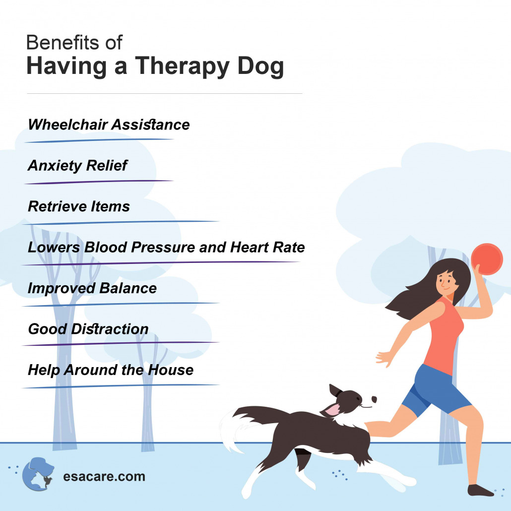 Effective Therapy Dog Training Techniques for Home Environment