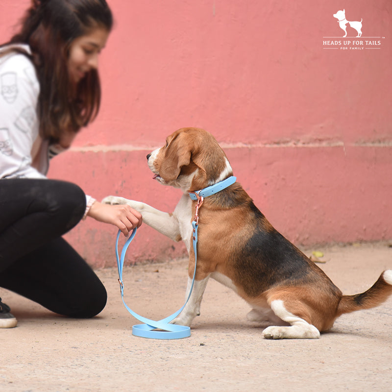 Effective Puppy Training Techniques for a Well-Behaved Companion