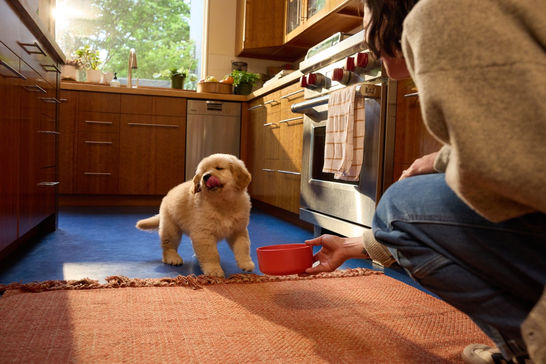 basic dog obedience training at home