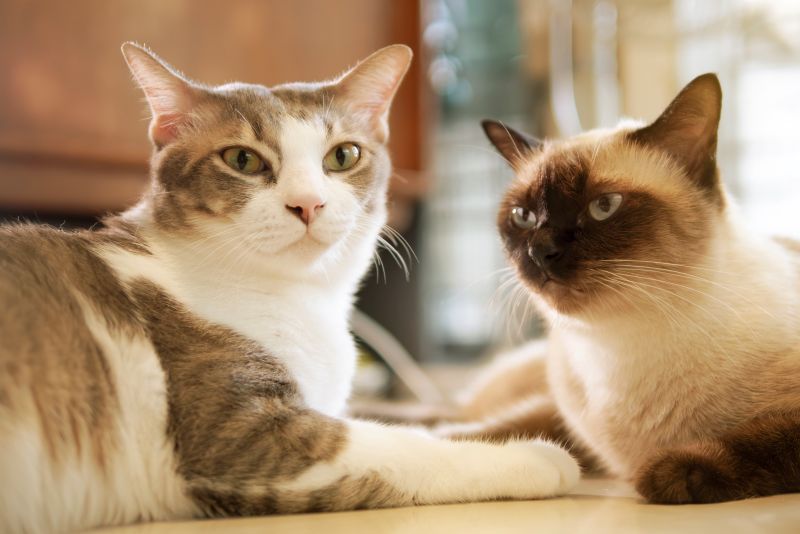 Understanding and Caring for Your Feline Companion