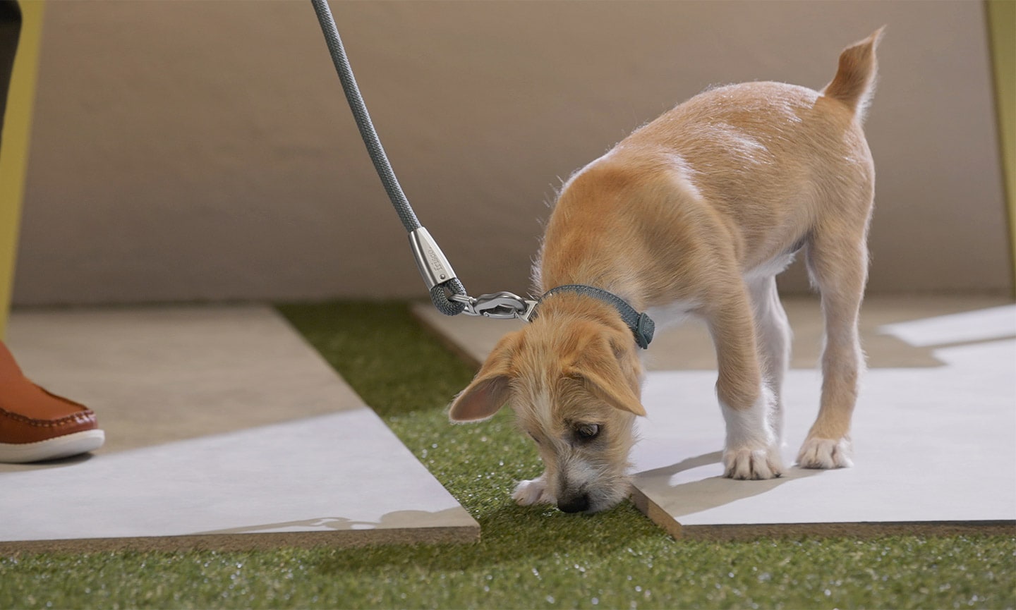 Dog Potty Training: A Practical Guide for a Clean, Confident Start